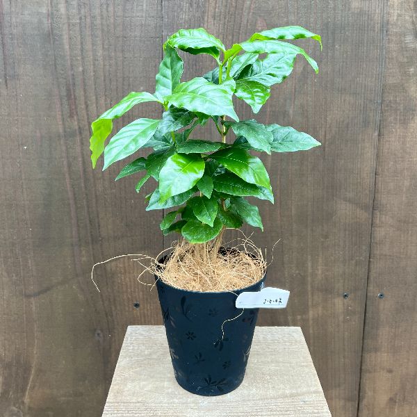 おしゃれ 観葉植物：コーヒーの木*4号 プラポット ココヤシ | 観葉植物