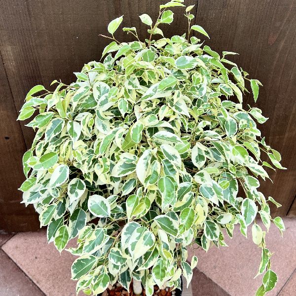 おしゃれ 観葉植物：斑入りベンジャミン*黒プラポット 6号 フィカス