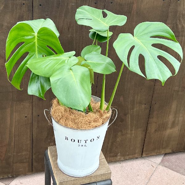 おしゃれ 観葉植物：モンステラ バケツカバー*ココヤシ | すべての商品