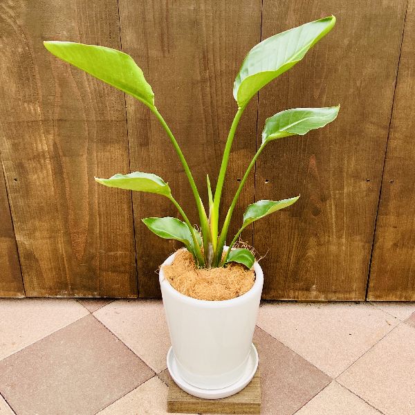 おしゃれ 観葉植物：ストレリチア オーガスタ 鉢植え*受皿付 ココヤシ 
