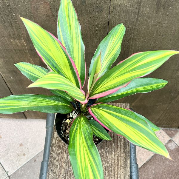 ドラセナキウイ　苗　リュウゼツラン 科　観葉植物　コルジリネ　コルディリネ コルディリネ キウイ 【観葉植物 4号】｜ 【植物のITANSE