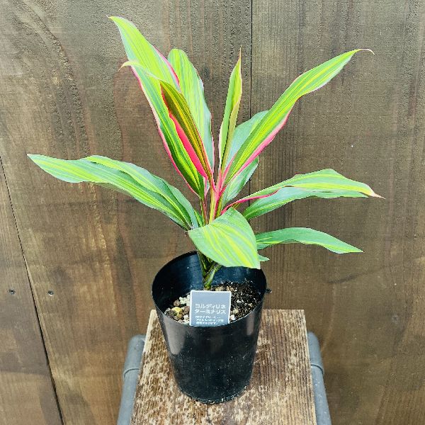 おしゃれ 観葉植物：コルディリネ キウイ*4号 プラポット