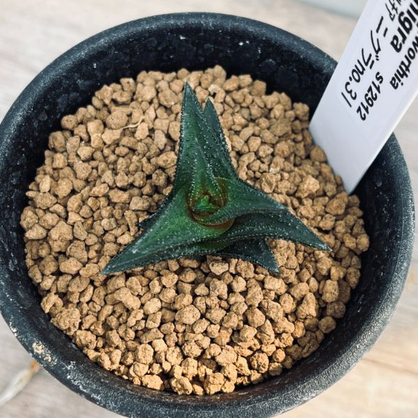 多肉植物：ハオルチア ニグラ No.31*幅3.5cm | サボテン＆多肉植物