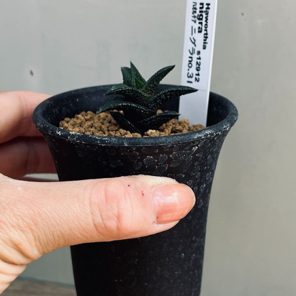 多肉植物：ハオルチア ニグラ No.31*幅3.5cm | サボテン＆多肉植物