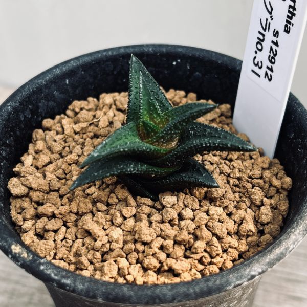 ハオルチア ニグラ 植物 多肉植物：ハオルチア ニグラ No.31*幅3.5cm | サボテン＆多肉