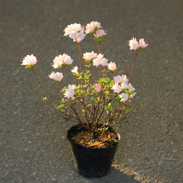 ���� �ġ���α�ƤĤĤ��ʥ쥸�ʡ�*�����ĥĥ� ���줸�ʡ��ݥå�*���������������ʼ�