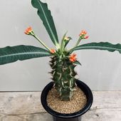 ¿����ʪ���桼�ե���ӥ����ӥ����꡼��ʮ��ε*L������9���