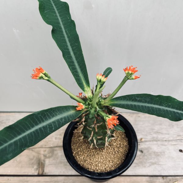 ユーフォルビア　ビグエリー 多肉植物：ユーフォルビア ビグエリー 噴火竜*S 葉幅9cm