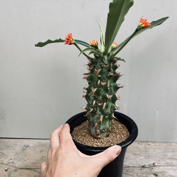 多肉植物：ユーフォルビア ビグエリー 噴火竜*L 幹幅9cm