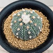 ���ܥƥ󡧥����ȥ��ե��ĥ� ����*M ��5���