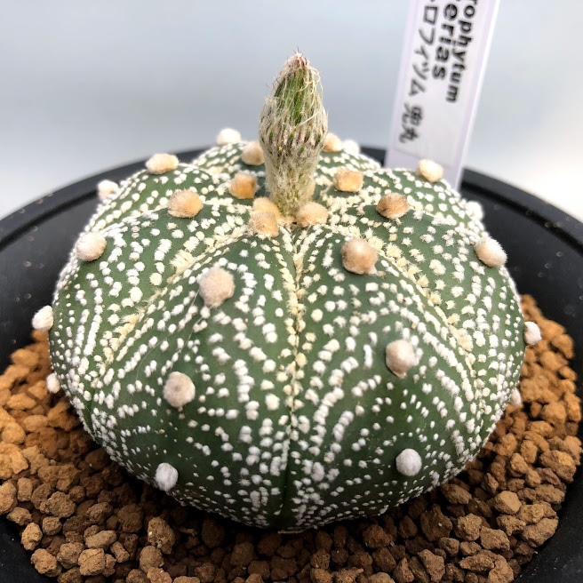 サボテン：アストロフィツム 兜丸*LL 幅6.5cm | サボテン＆多肉植物