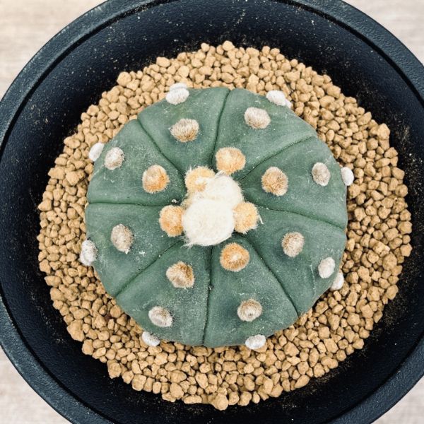 楽天市場】サボテン：アストロフィツム 王冠瑠璃兜丸 般若ツギ*幅9cm