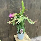 ������졡���տ�ʪ���ֿ����٤롧�����㥯���ܥƥ�*4�桡�������ܥƥ�