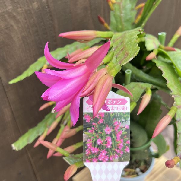 おしゃれ 観葉植物 花色選べる：クジャクサボテン*4号 孔雀サボテン