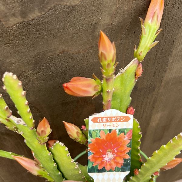 おしゃれ 観葉植物 花色選べる：クジャクサボテン*4号 孔雀サボテン