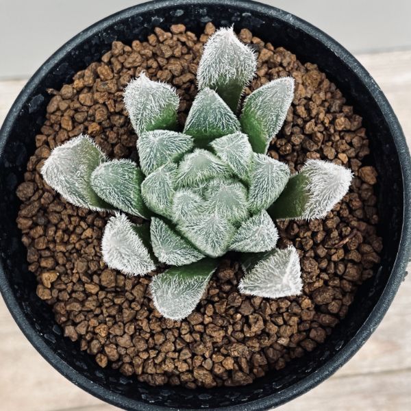 多肉植物：ハオルチア ベヌスタ*L 幅6cm | サボテン＆多肉植物,多肉