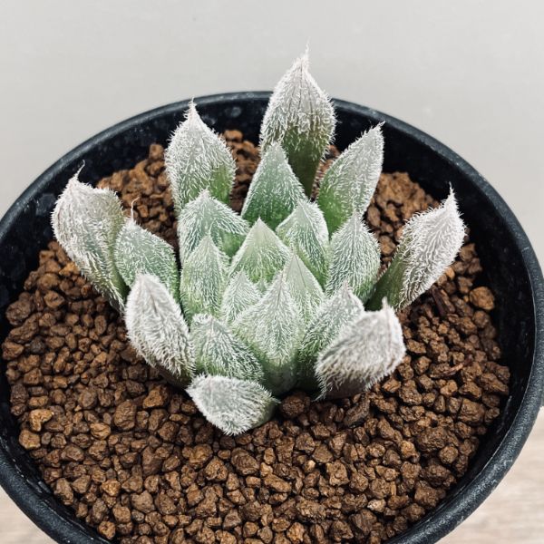 ハオルチア ベヌスタ Tan 抜き苗 多肉植物：ハオルチア ベヌスタ*幅3.5cm : 遊恵盆栽 Yahoo!店
