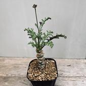 �����ǥå������ڥ�르�˥��ࡡ����Ρ����ࡡ����*����10���