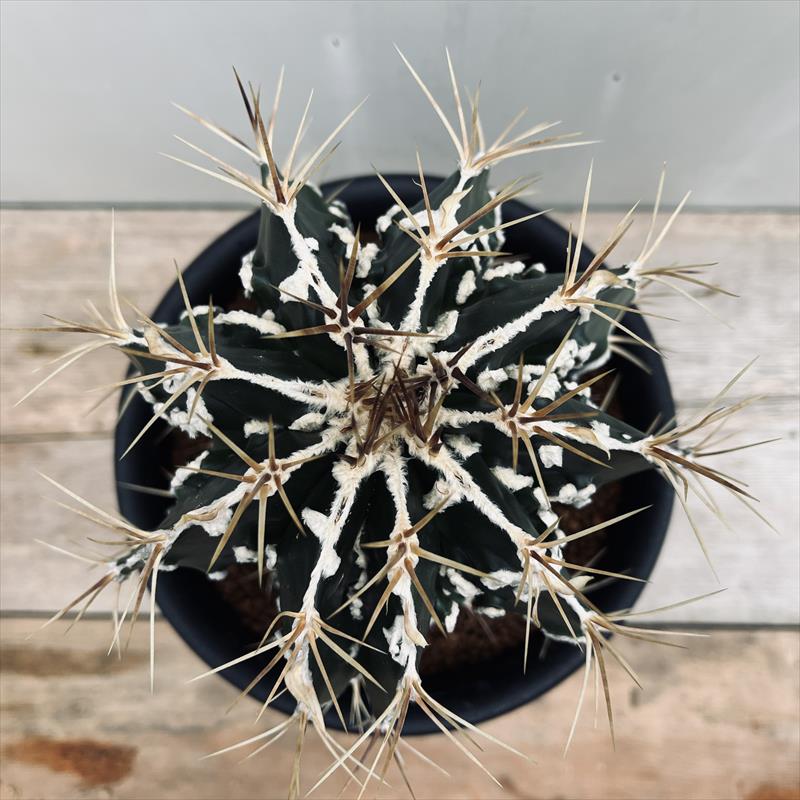 サボテン：アストロフィツム 般若*幅13cm | サボテン＆多肉植物