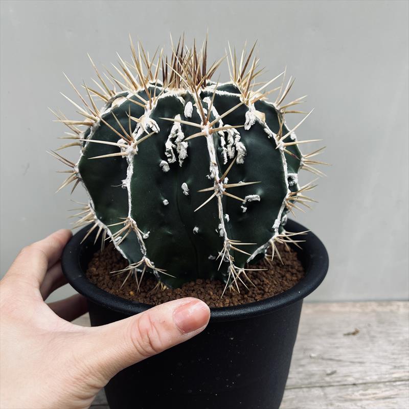 サボテン：アストロフィツム 般若*幅13cm | サボテン＆多肉植物