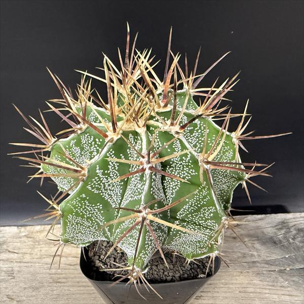 サボテン：アストロフィツム 般若 実生*幅11cm | サボテン＆多肉植物