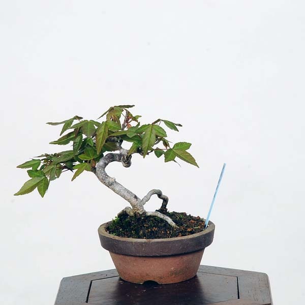 小品 盆栽 楓 カエデ Amazon | 小品盆栽 楓（カエデ）【現品】（733816） | ヴェールモア