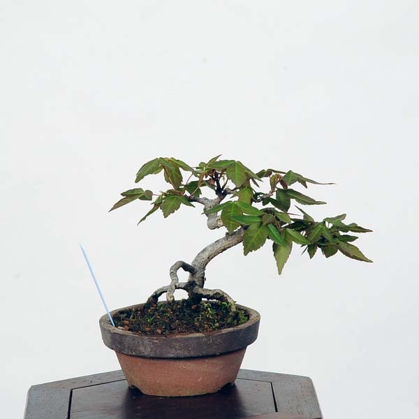 ミニ盆栽：楓 現品*かえで カエデ Kaede | すべての商品 | 遊恵盆栽 本店