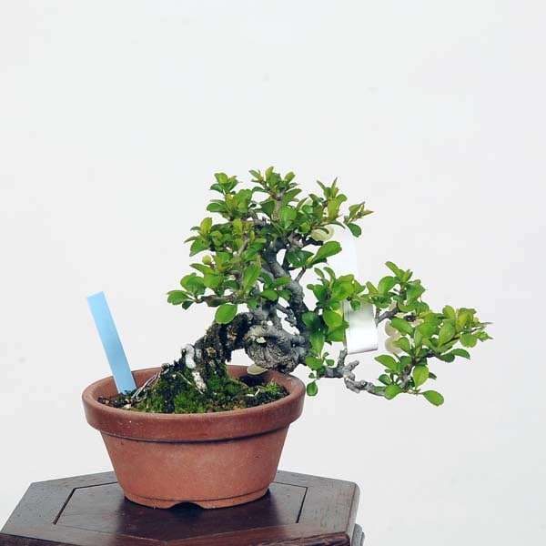 ★小品盆栽★　　長寿梅　（チョウジュバイ）　白花　懸崖作り ☆小品盆栽☆ 長寿梅 （チョウジュバイ） 白花 懸崖作り