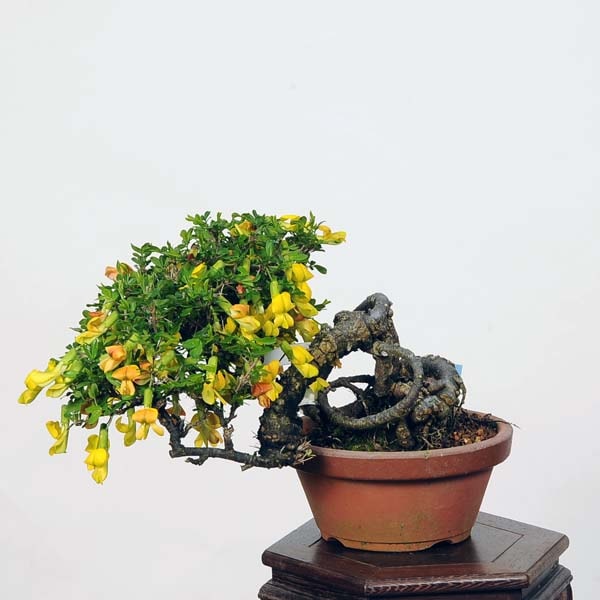 群れ雀　(ムレスズメ)　[半懸崖]　中品盆栽 群れ雀 (ムレスズメ) [半懸崖] 中品盆栽 群れ雀 (ムレスズメ) [半懸崖