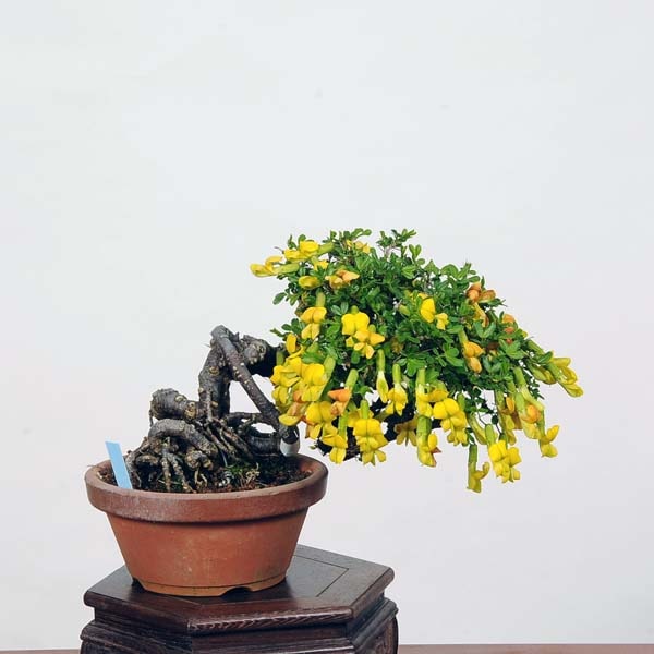 小品盆栽：金雀花 現品*ﾑﾚｽｽﾞﾒ Muresuzume | すべての商品 | 遊恵盆栽 本店