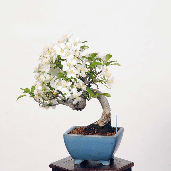 小品盆栽：大実深山かいどう 現品*カイドウ Kaidou | すべての商品
