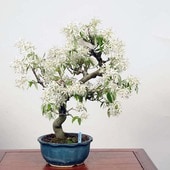 �����ߺϡ������ӿ��� (�����ե�ܥ�)����* Zaifuriboku