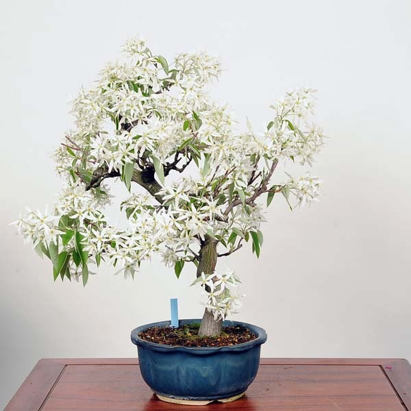 中品盆栽：特選采振木 (ザイフリボク)現品* Zaifuriboku | すべての