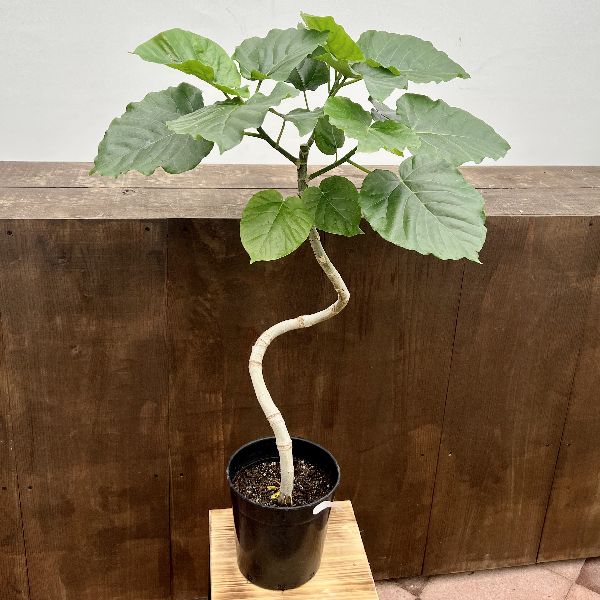 おしゃれ 観葉植物：ウンベラータ *7号 プラポット 大型ヤマト便