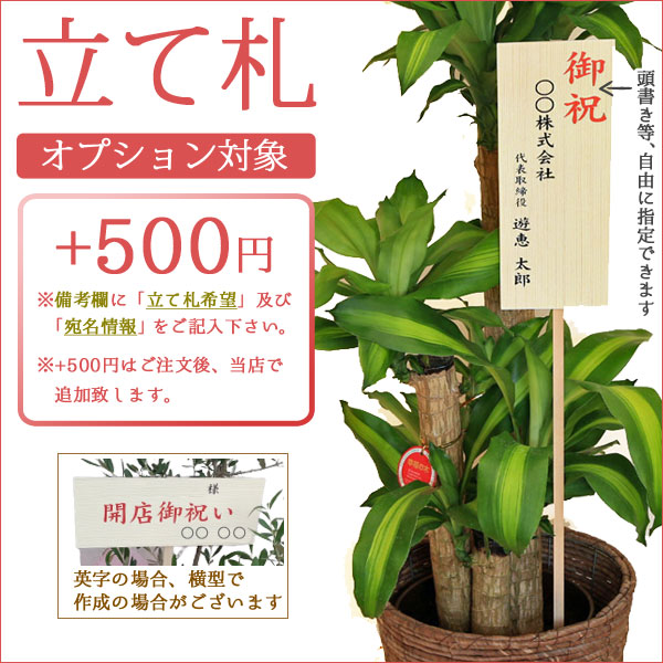 おしゃれ 観葉植物：ウンベラータ *7号 プラポット 大型ヤマト便