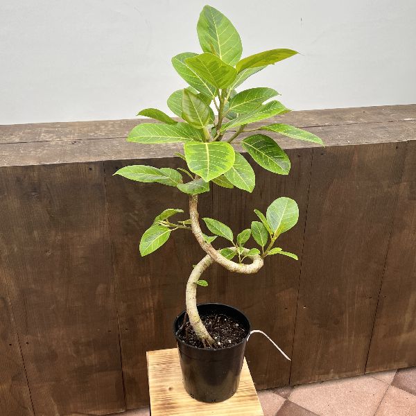 大型植物/フィカス・アルテシーマ