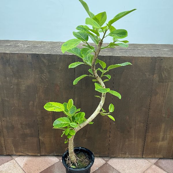 おしゃれ 観葉植物：フィカス アルテシーマ*8号 プラポット 大型佐川 
