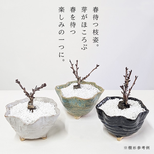桜盆栽：ミニ一才桜(旭山桜)*鉢色選べる（信楽変形小鉢）鉢植え 鉢花