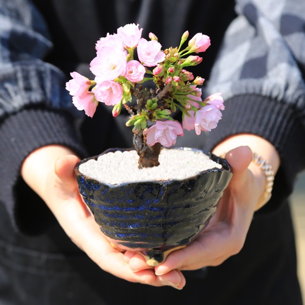 桜盆栽：ミニ一才桜(旭山桜)*鉢色選べる（信楽変形小鉢）鉢植え 鉢花
