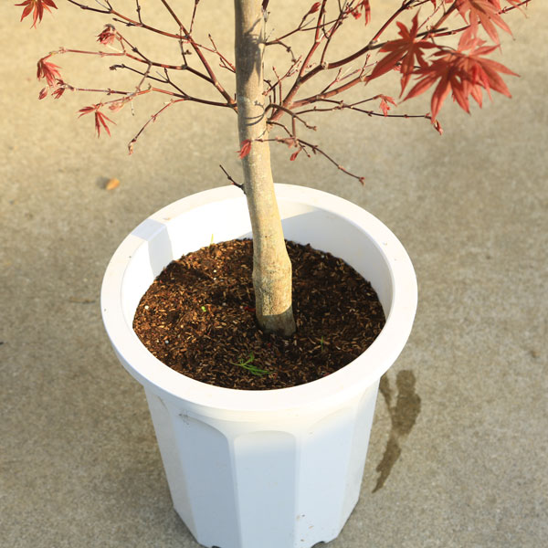 送料無料 庭木・植木：野村もみじ（のむらもみじ）* そのまま置ける大
