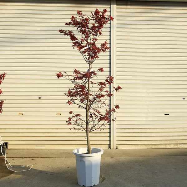 送料無料　庭木・植木：野村もみじ（のむらもみじ）*　そのまま置ける大ポット　佐川急便発送　現品限り！ 送料無料 庭木・植木：野村もみじ(のむらもみじ)* そのまま