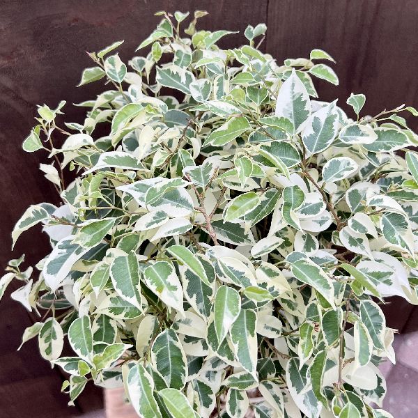 おしゃれ 観葉植物 鉢カバー選べる：フィカス ベンジャミン 斑入り