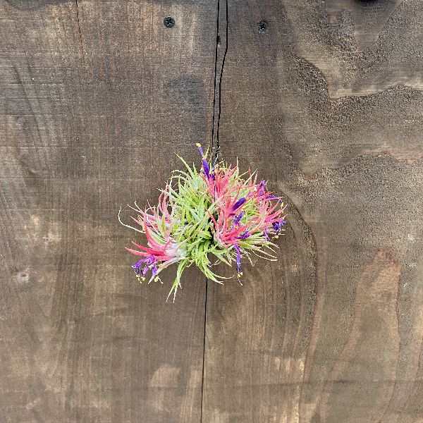 おしゃれ 観葉植物 エアプランツ：チランジア イオナンタ クランプ