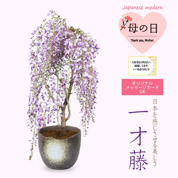 現品】盆栽 大苗 藤 一才藤の苗 花見 9号鉢 B
