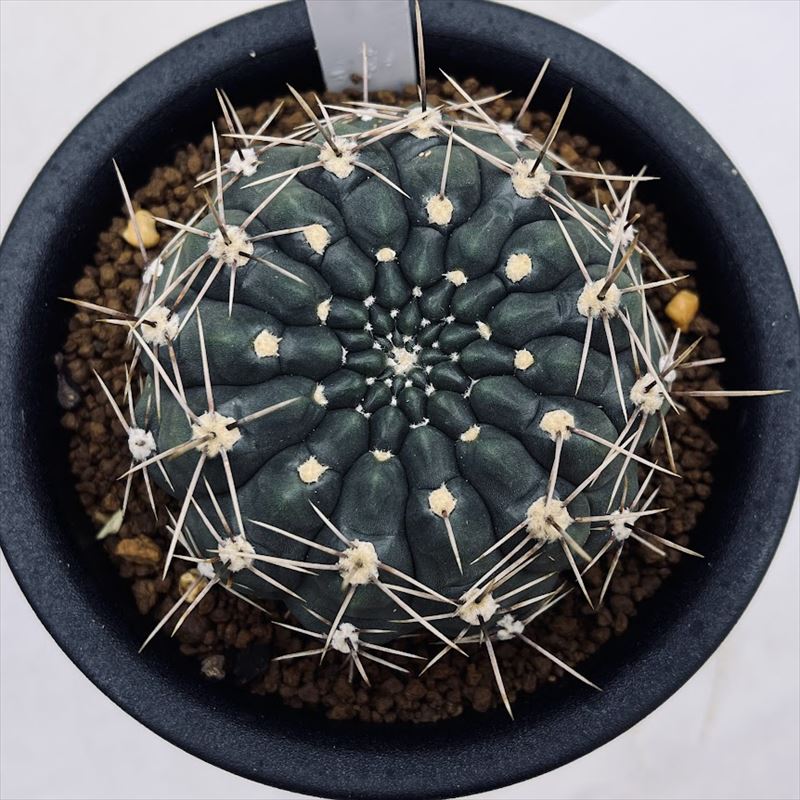 サボテン：ギムノカリキウム ギボスム 貴珠玉*幅6.5cm | サボテン