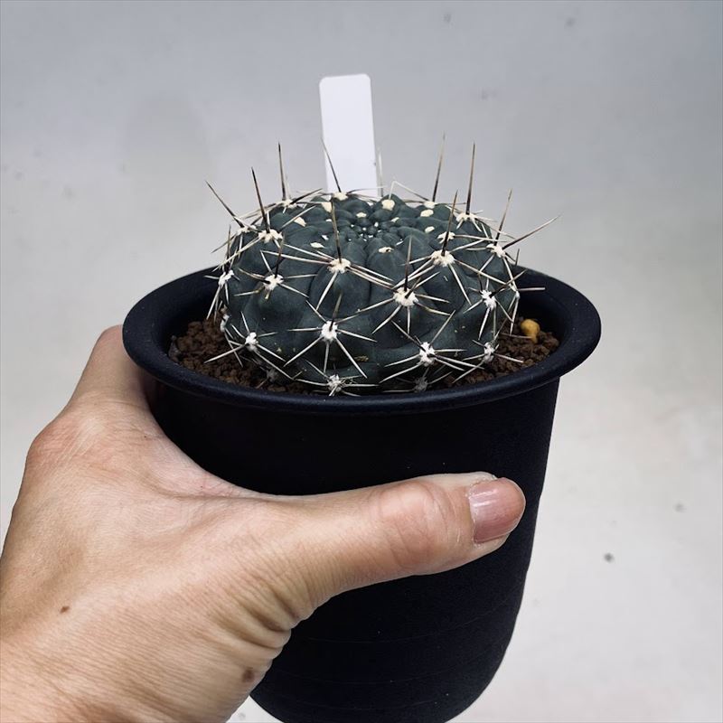 サボテン：ギムノカリキウム ギボスム 貴珠玉*幅6.5cm | サボテン