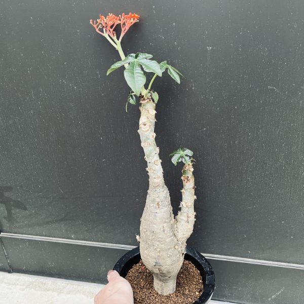 コーデックス：ヤトロファ 珊瑚油桐（サンゴアブラギリ）*幹幅9cm