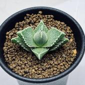 ¿����ʪ���ե������ꥢ���ͳ���*��4.5cm