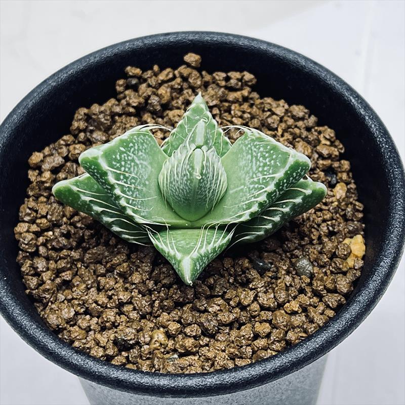 多肉植物 フォーカリア チグリナ 四海波 02 フォー カリア