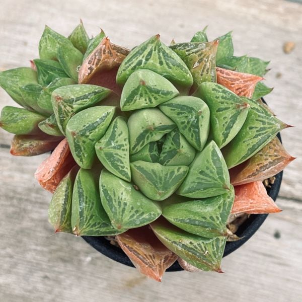 多肉植物：ハオルチア 大疣オブツーサ*幅9cm | サボテン＆多肉植物